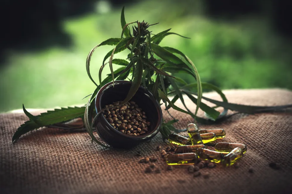 CBD ist zur Zeit ein Produkt, üb...