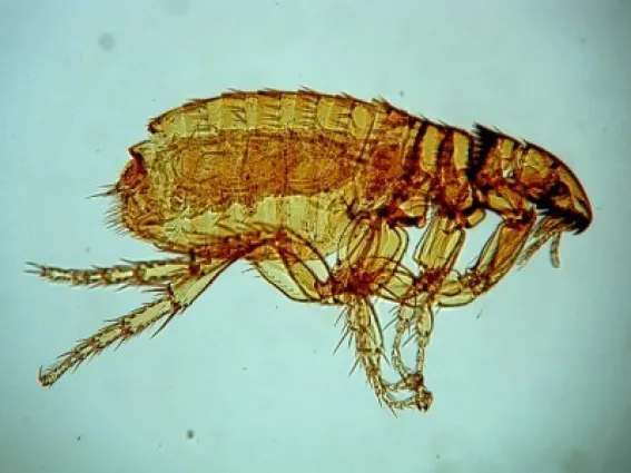 Zecken, Flöhe und andere Parasiten bekämpfen mit Antiparasitika