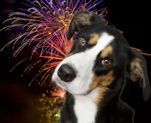 Wie nehme ich meinem Hund an Silvester die Angst, wie beruhige ich meinen Hund