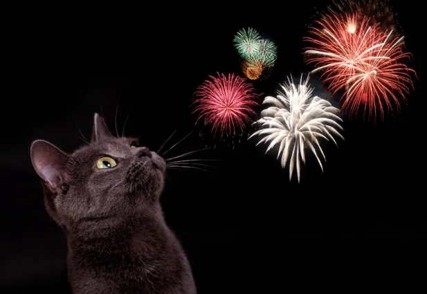 Beruhigung der Katze zu Silvester, wie nehme ich meiner Katze die Angst