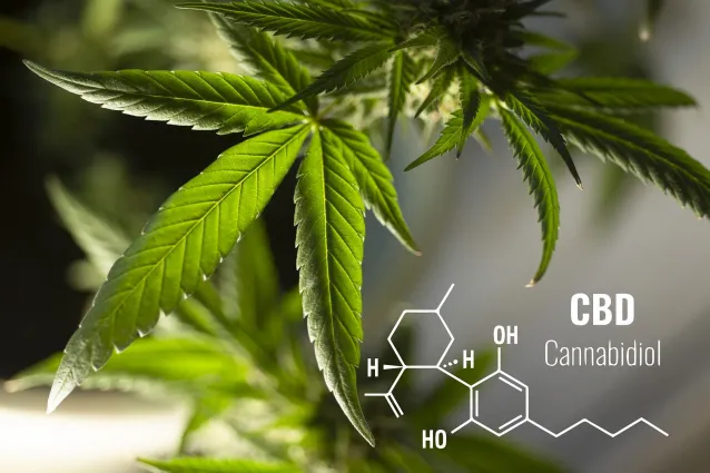 CBD : Ein Wunder der Natur