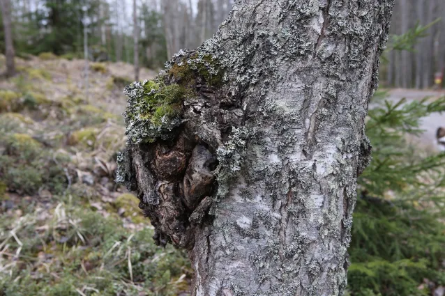 Chaga oder Tschaga - Inonotus obliquus, der Schiefe Schillerporling