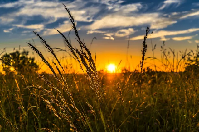 Gerstengras: Was es kann und wie es dem Körper hilft