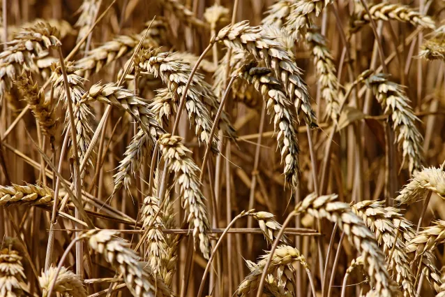 Probiotischer Nahrungsbrei zur vitaminreichen Ernährung bei Zöliakie