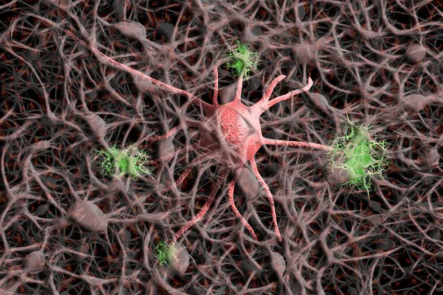 Nervenzellen des menschlichen Körpers