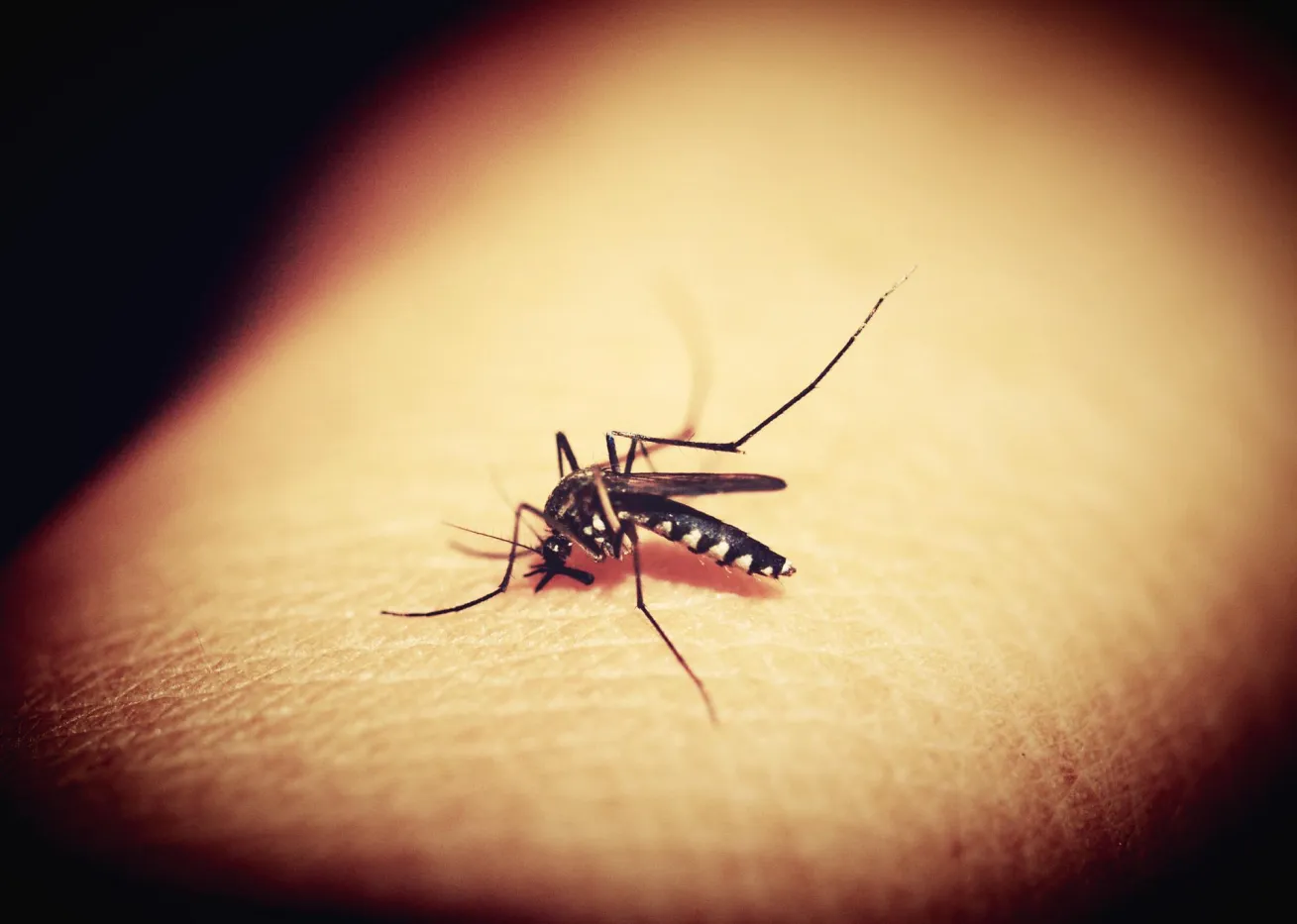 Vitamin B Komplex Einnahme gegen Mückenstiche