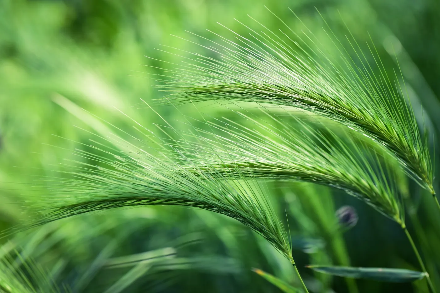 Superfood: Gerstengras und seine Nährstoffe