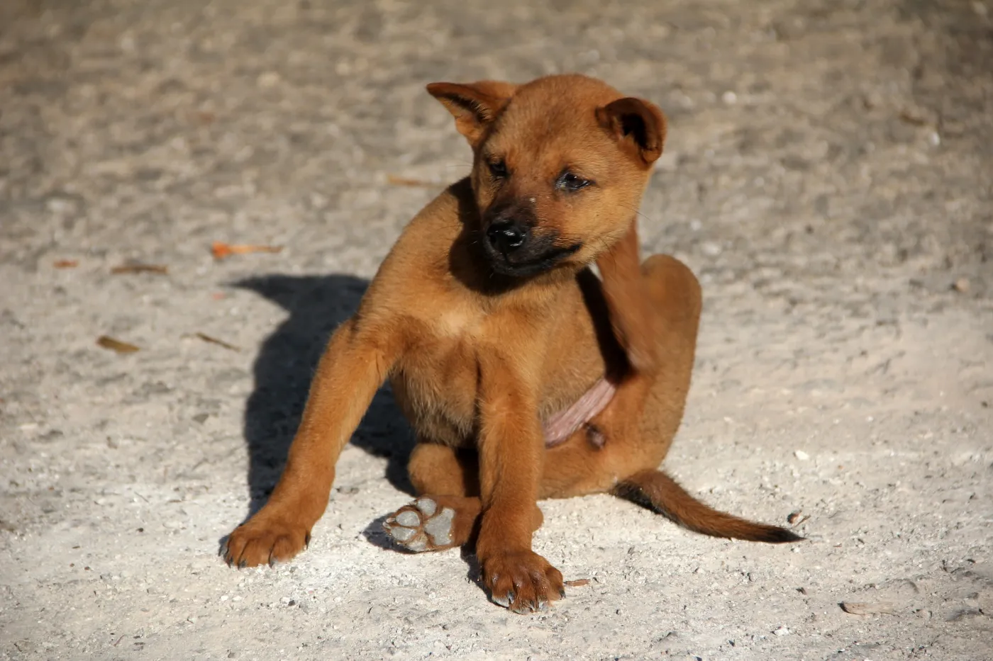 Flöhe Hund?