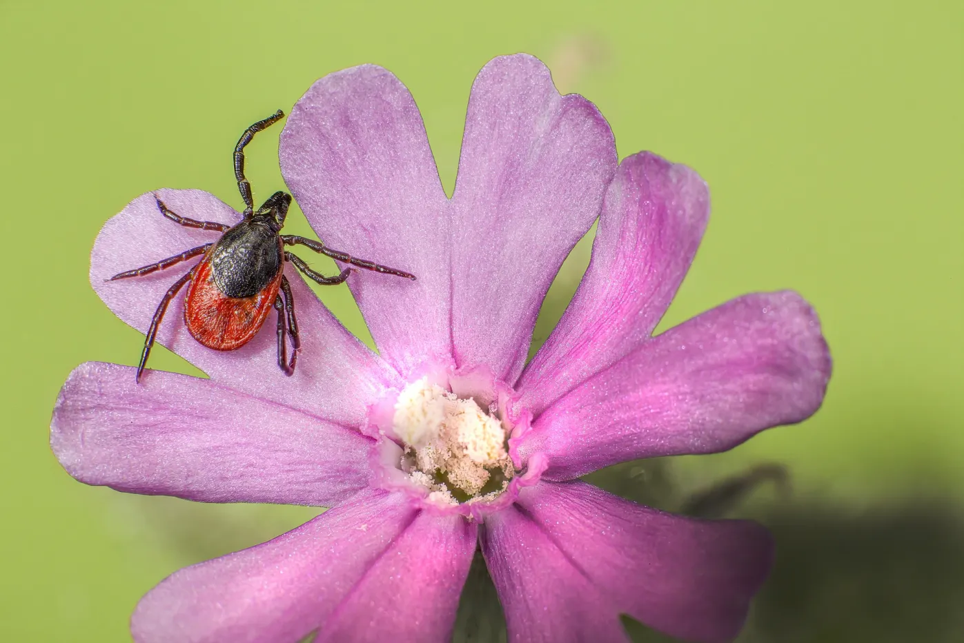 Haustiere und Parasiten - was gegen Zecken und Flöhe?