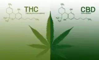 THC vs. CBD