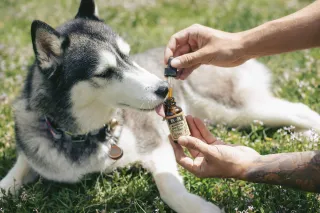 Auch Tiere profitieren von den e...