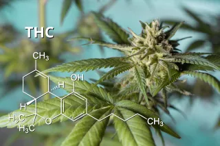 THC und sein chemischer Aufbau