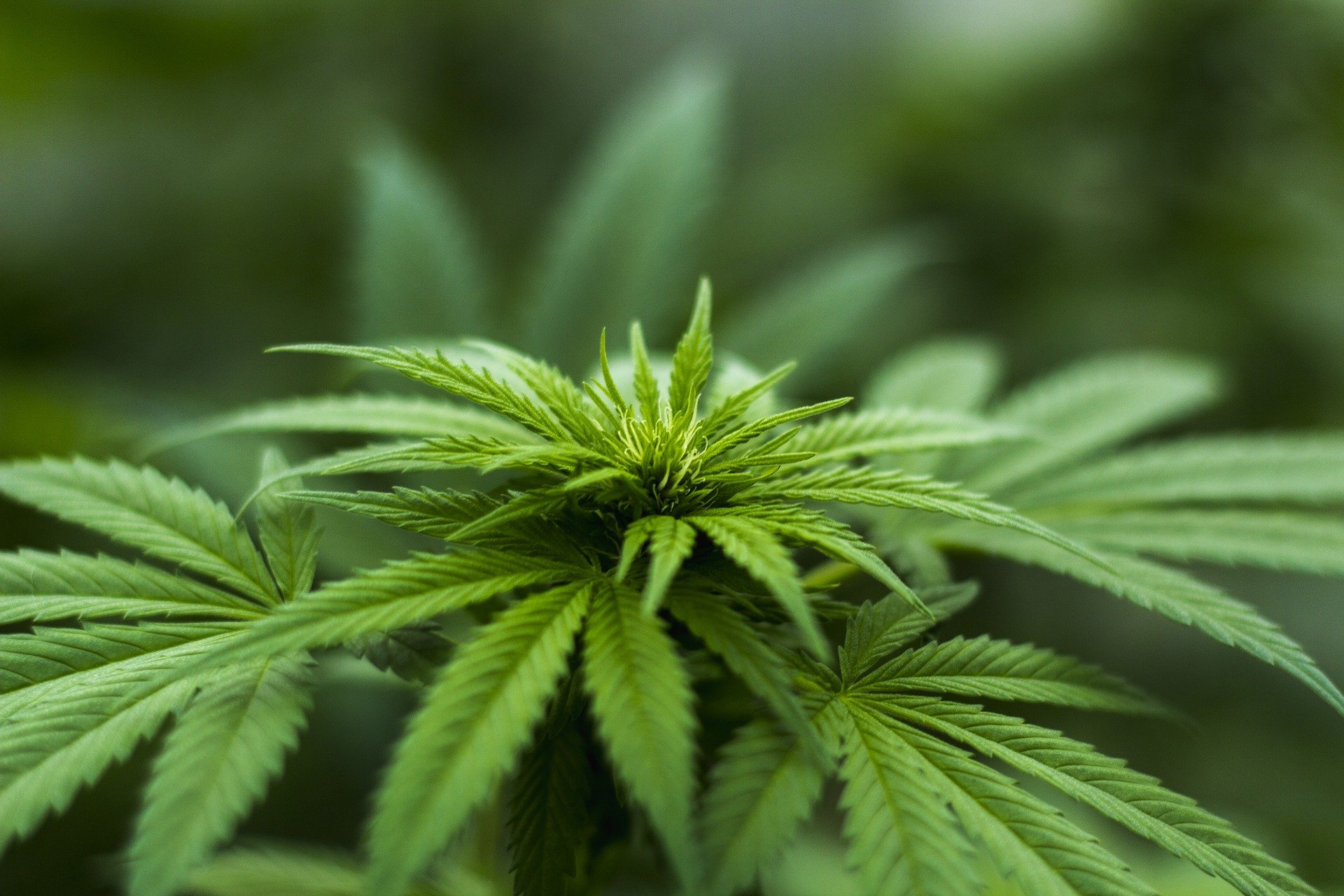 Cannabinoide Cannabinoide