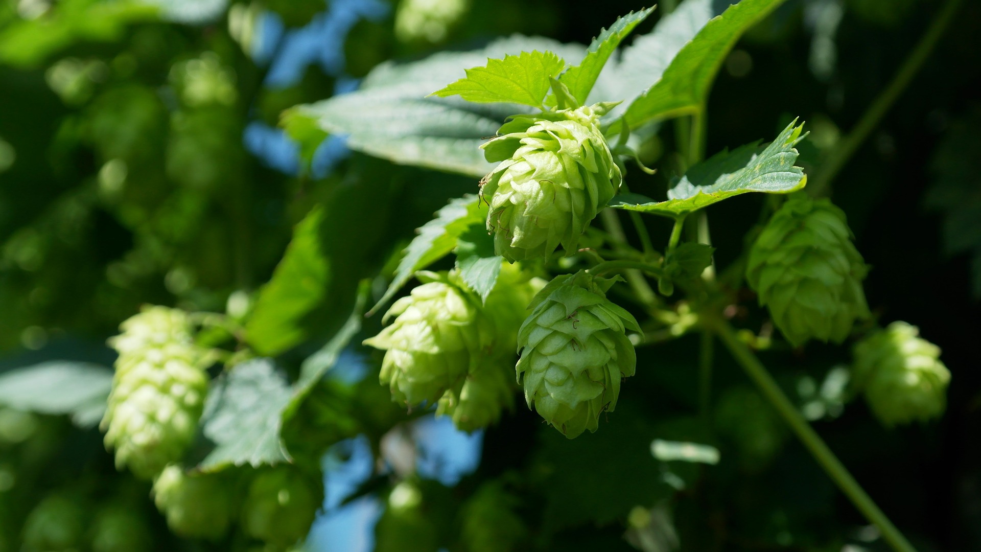 Hopfen Hopfen